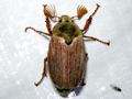 Melolontha melolontha